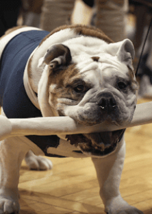 Dogs (Season 2) -Dogs (Season 2) 