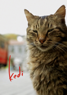 Kedi-Kedi