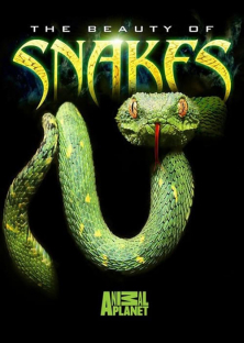The Beauty of Snakes-The Beauty of Snakes